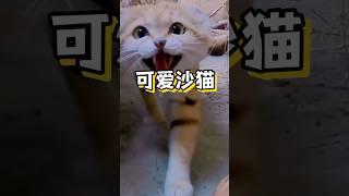 可爱沙猫#沙猫#沙丘猫#可爱#科普#海外知新