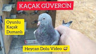 OYUNLU KAÇAK DUMANLI YAKALADIM - Kaçak güvercin yakalamak