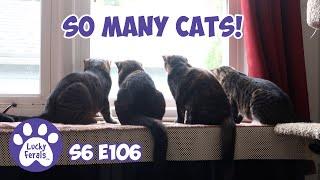 So Many Cats! | S6 E106 | Training Feral Cats - Lucky Ferals Cat Videos