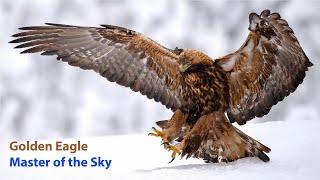 The Golden Eagle Master of the Sky | Nature Documentary