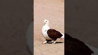 Fancy dubaj kabutar  attitude #pigeon #birds #parrot #attitude #pigeonlanding