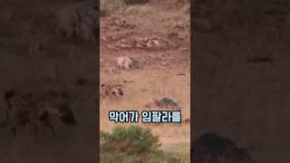 표범 하이에나 악어의 치열한 신경전! 최종 승자는 누구일까?