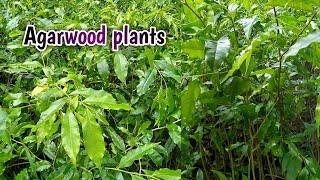 Agarwood plants |Agarwood tree | Aquilaria |agar |Chandan plants nursery ||