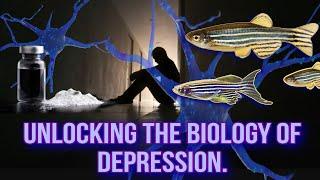 What Zebra Danios & Ketamine Are Teaching Us About Depression in Humans. Fishtory! Podcast E.207