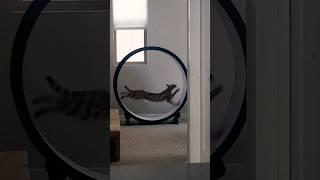 F1 savannah cat nyx charging up the homestead - #One_Fast_Cat exercise wheel