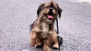 The Rebirth of a Stray: How One Dog Healed Through Love！