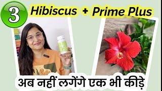 HIBISCUS PLANT GROWING TIPS/ PRIME PLUS FOR PLANTS/GET DAILY FLOWERS IN HIBISCUS/  गुड़हल #gardening