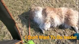 The Cutest Dog Trick, & No One Trained Him! #dog #collie #dogtricks #roughcollie #stubborndog #pets