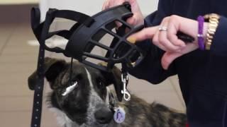 How to Acclimate Your Dog to a Muzzle