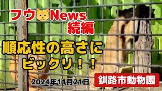 【釧路市動物園】フウ驚きの順応力爪とぎ️毛づくろいへそ天もどきする余裕