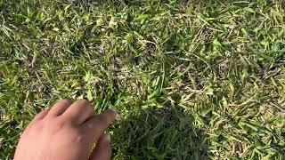 max touches grass