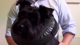 Thrive Comfy Collar - the pet-friendly alternative collar