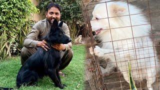 Black Shepherd Female Lene Okara Pohnch Gye | Talha Ghouri Vlogs