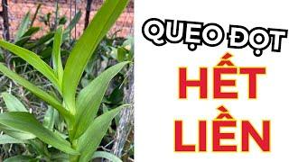 NGHỆ NHÂN TÁM NGỌC CHIA SẺ BÍ KÍP TRỊ PHONG LAN "XOẮN ĐỌT"
