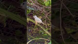 Java sparrow silver fledgelings in outdoor bird aviary | Padda Bird #finch #aviary #bird #birds