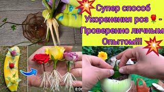 Укоренение роз! -СУПЕР способ из интернета! -Показываю результат!!! Смотрите и удивляйтесь