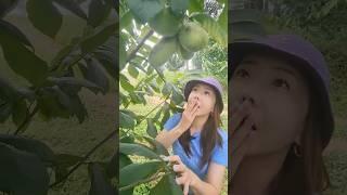 5송이에 2만원..? 고소득 작물인 이것!! #shorts