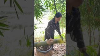 Harvesting bamboo shoots#agriculture#shorts