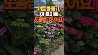 여름 풀 뽑기, 이 호미로 도움받고 있어요