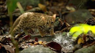 She's completely alone! This is the smallest wild cat in the world.