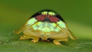 Ruby Gold Target Tortoise Beetle from Ecuador