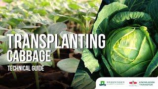 Transplanting – Transplanting Cabbage