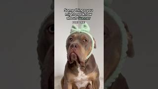 Gentleman Gunner #americanbully #xlbullyban #dogbreed #puppy #dogtype #pitbulldog #bullybreed