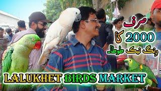 Lalukhet Exotic Parrots and Rare Birds Market Karachi 4-8-2024 Latest Update in Urdu | سوق الطيور