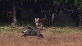 Tadoba Thriller - Tigers