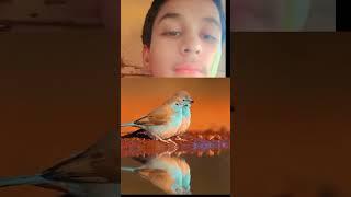 Usman lclam video group