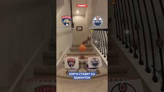 Прогноз на финал от корги-предсказателя, а на кого ставите вы? #hockey #хоккей #nhl #stanleycup
