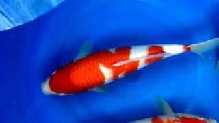 Marugen Koi Farm - Kohaku Tategoi