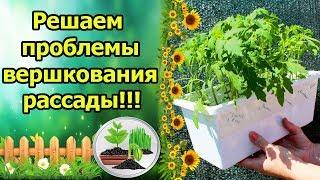 ПОЧЕМУ ЗАВЕРШКОВАЛАСЬ РАССАДА ТОМАТОВ? ВОЗМОЖНЫЕ ПРИЧИНЫ И ПРОСТОЕ РЕШЕНИЕ ПРОБЛЕМЫ ВЕРШКОВАНИЯ.
