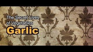 The Secret Lives of Vegetables: Garlic