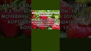 Чем Подкормить Клубнику Весной Для Осыпного Урожая Сладких и Крупных Ягод! #shorts