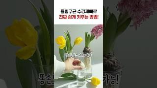튤립, 히아신스 구근 수경식물로 완전 쉽게 키우는 방법이 있다구! #구근수경재배 #꿀팁 #구근식물 #구근 #수경재배