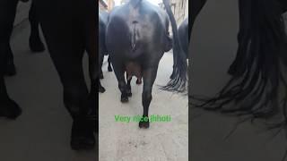 Very nice jhoti buffalomilk buffalo dairyfarmer farming, pawan lijwana dairy farm viral video