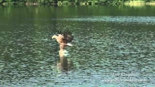 Stock Footage   Seeadler fischend   fishing eagle   stock video   wartezimmer tv   imagefilm   comme