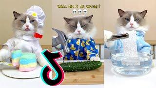 That Little Puff TikTok  Cats Make Food Compilation #8