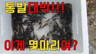 통발낚시(#fish trap): 통발대박 레전드 이게 몇마리야?(#fish trap)