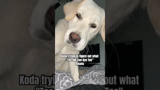 What Could That Possibly Spell  #funnydogs #goldenretriever