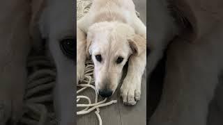 Jimmy the Golden Retriever’s HILARIOUS Judgment!  #PuppyJudgment #DogReactions