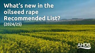 What’s new in the oilseed rape recommended list (2024/25)? | AHDB