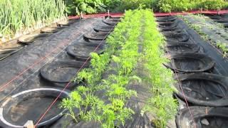 Four-Day Carrots (Part 2)
