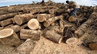 Ash Logs#fun,#firewood,#ms500i,#satisfying,#chainsawman,#wood,#nice,#heat,#fyp #work,#cutting,#asmr