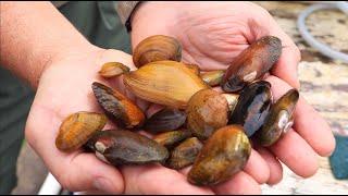 AMAZING Mussel Recovery | Virginia Department of Wildlife Resources, AWCC