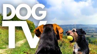 GoPro DogTV | 10hrs of Serene Virtual Dog Walks Through Tranquil Countryside  Dog POV