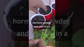 Rooting Plant Cuttings Secrets   Part 3 of 3 #Shorts