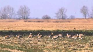 Großtrappen - Great Bustard - Otis tarda.mp4