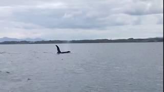 Killer whale "John Coe" in Strangford Lough, Co. Down